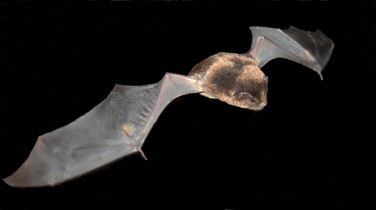 Wild Encounters in the Skies Above – Watershed Landcare Incorporated