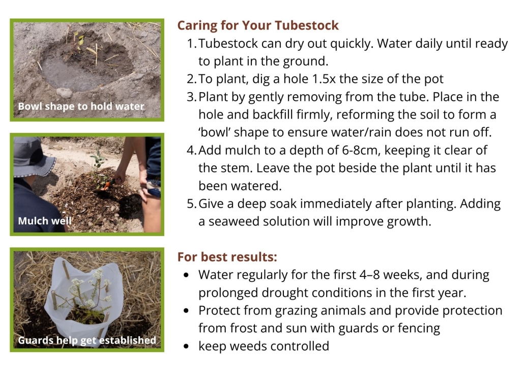Caring for your tubestock
